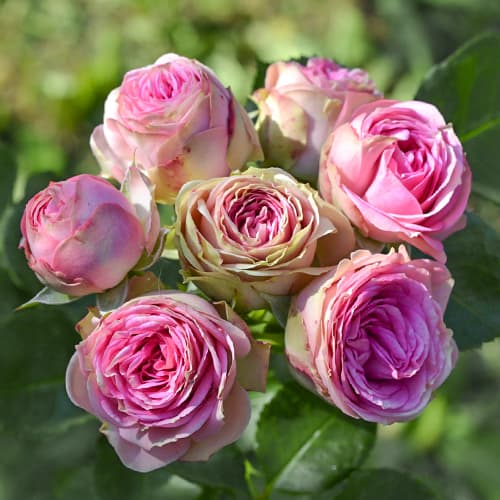 Роза спрей Лавандер Лэйс (Lavender Lace) изображение 1 артикул 2052