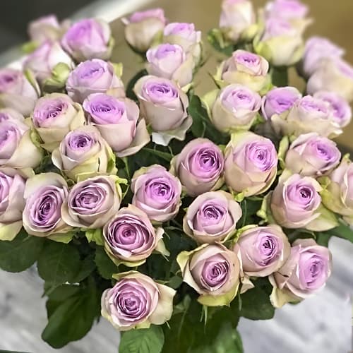 Роза спрей Луллаби (Lullaby) изображение 1 артикул 2054