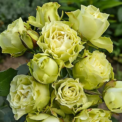 Роза спрей Лувиана (Luviana) изображение 1 артикул 2053