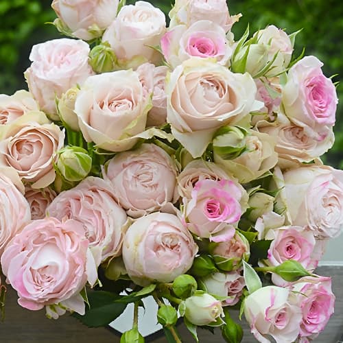 Роза спрей Сильвер Лэйс (Silver Lace) изображение 1 артикул 2055