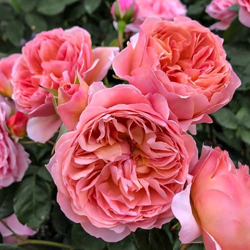 Роза японская Каоликазали (Kaolikazali) изображение 1 артикул 6109