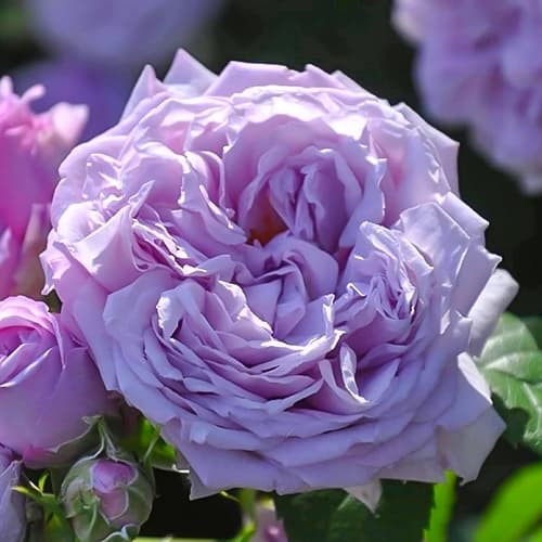 Роза японская Ле Сайл Блю /Голубое небо (le ciel bleu) изображение 1 артикул 6110