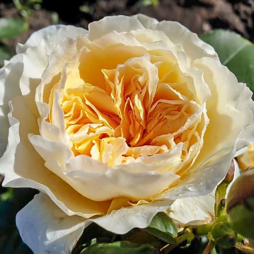 Роза японская Ликухоталу (Likuhotalu) изображение 1 артикул 6111