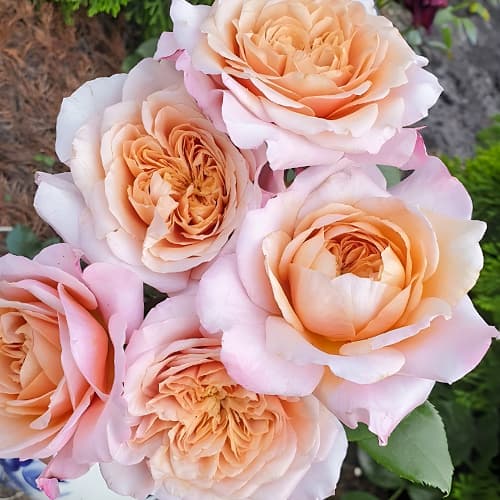 Роза японская Мияби Ча (Miyabi Cha) изображение 1 артикул 6113