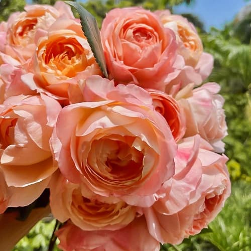 Роза японская Принцесса Айко (Princess Aiko) изображение 1 артикул 6115