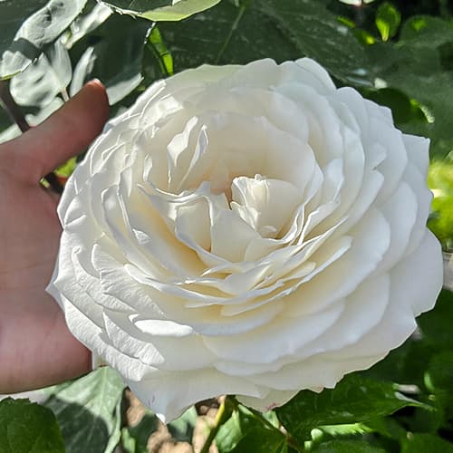 Роза японская Принцесса Миюки (Princess Miyuki) изображение 1 артикул 6118