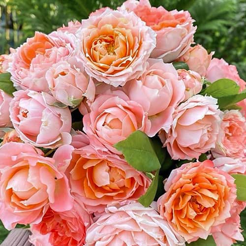 Роза японская Принцесса Сакура (Princess Sakura) изображение 1 артикул 6119