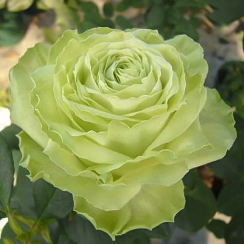 Роза японская Вакана (Wakana) изображение 1 артикул 6108