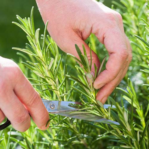 Розмарин Бирюса изображение 1 артикул 69809