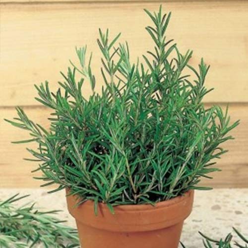 Розмарин Нежность изображение 1 артикул 65147