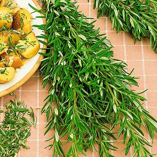 Розмарин Росинка артикул фото 1 Розмарин Росинка изображение 1 артикул 71914