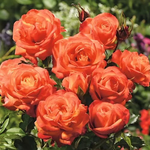 Роза флорибунда Оранж Сенсейшн (Orange Sensation) изображение 1 артикул 2197