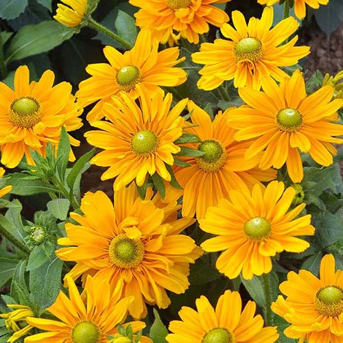 Рудбекия Амарилло Голд Русский огород НК изображение 1 артикул 84124