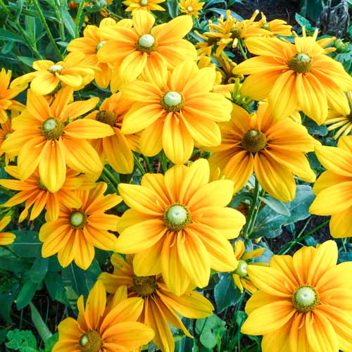 Рудбекия Айриш Ай изображение 1 артикул 74125