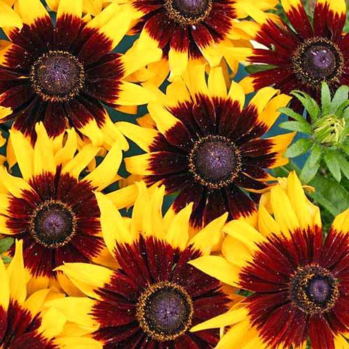 Рудбекия Солнечное затмение изображение 1 артикул 71580