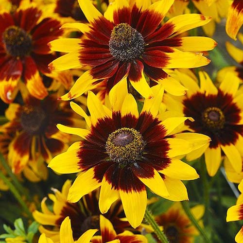 Рудбекия Ястребиный глаз Русский огород НК изображение 1 артикул 84127