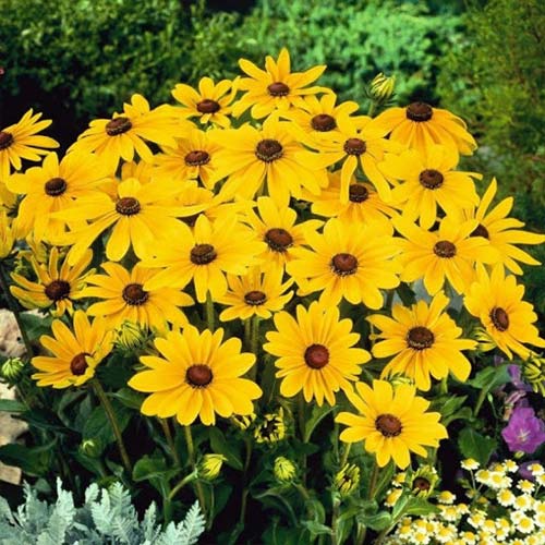 Рудбекия Золотая Шайен Голд Русский огород НК изображение 1 артикул 84126