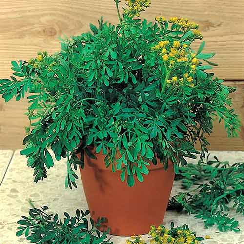 Рута овощная Кружевница Седек изображение 1 артикул 84914