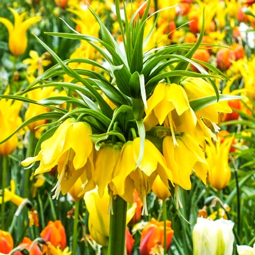 Рябчик (фритиллярия) императорский Лютея изображение 1 артикул 68100