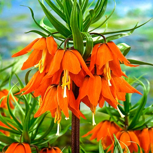 Рябчик (фритиллярия) императорский Рубра изображение 1 артикул 68101