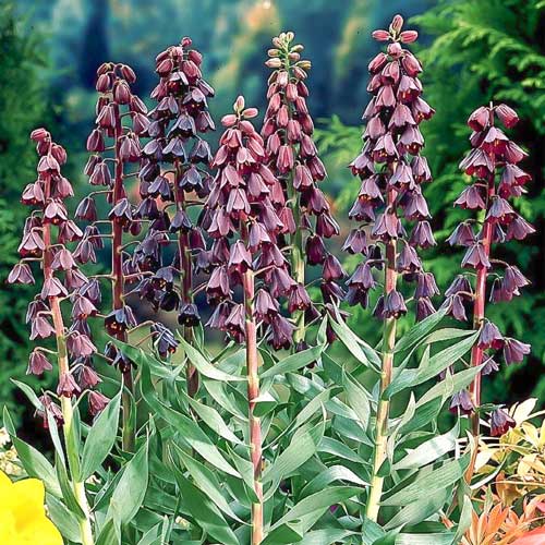 Рябчик (фритиллярия) Персика изображение 1 артикул 68024