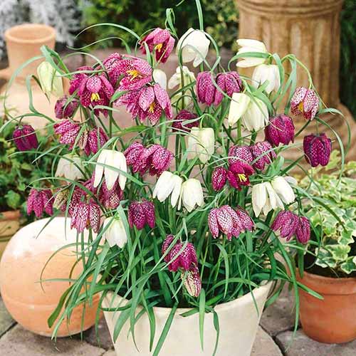 Рябчик (фритиллярия) шахматный, микс изображение 1 артикул 67889