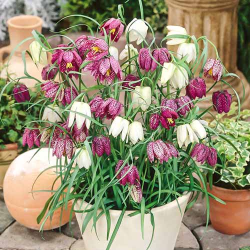 Рябчик (Фритиллярия), смесь окрасок изображение 1 артикул 67398