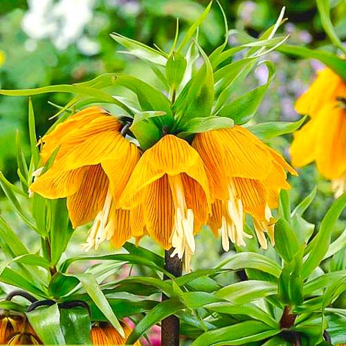 Рябчик (фритиллярия) императорский Страйпед Бьюти изображение 1 артикул 68025