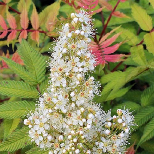 Рябинник рябинолистный Пинк Хопи изображение 1 артикул 01204