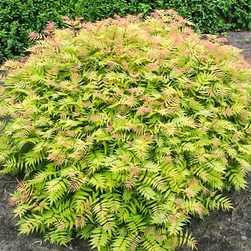 Рябинник рябинолистный Сэм изображение 1 артикул 9546