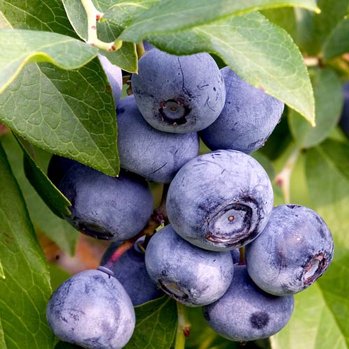 Черника садовая изображение 1 артикул 8438