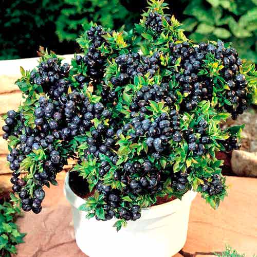 Черника садовая Топ Хат артикул фото 1 Черника садовая Топ Хат изображение 1 артикул 9243