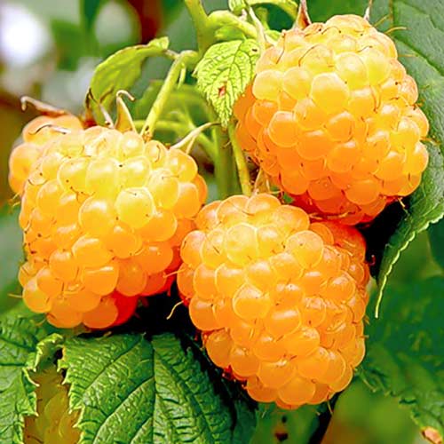 Малина ремонтантная Гигант желтая изображение 1 артикул 7535