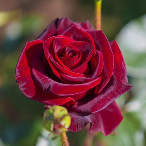 Роза чайно-гибридная Черная Магия (Black Magic) изображение 1 артикул 2140