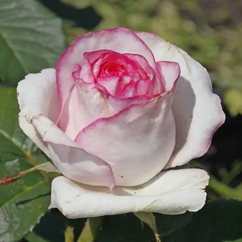 Роза чайно-гибридная Дольче Вита (Dolce Vita) изображение 1 артикул 2117