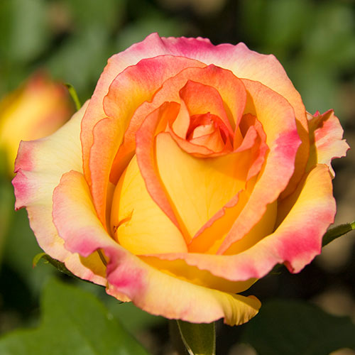 Роза чайно-гибридная Глория Дей (Gloria Dei) изображение 1 артикул 2112