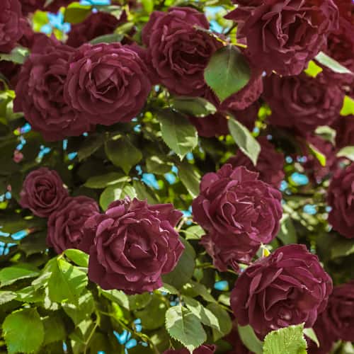 Роза плетистая Черная Королева (Black Queen) изображение 1 артикул 2183