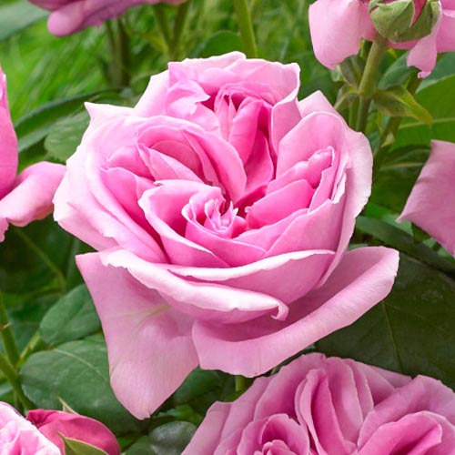 Роза чайно-гибридная Липарфюм (Liparfum) изображение 1 артикул 3510