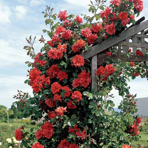 Роза плетистая Красная (Red) изображение 1 артикул 2167