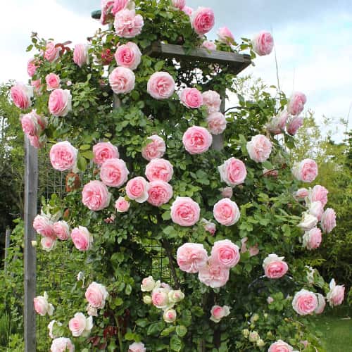 Роза плетистая Пьер де Ронсар (Pierre de Ronsard) изображение 1 артикул 2179