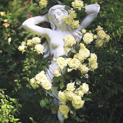 Роза плетистая Зеленая изображение 1 артикул 2162