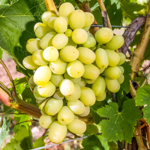 Виноград Макси белый изображение 1 артикул 7320