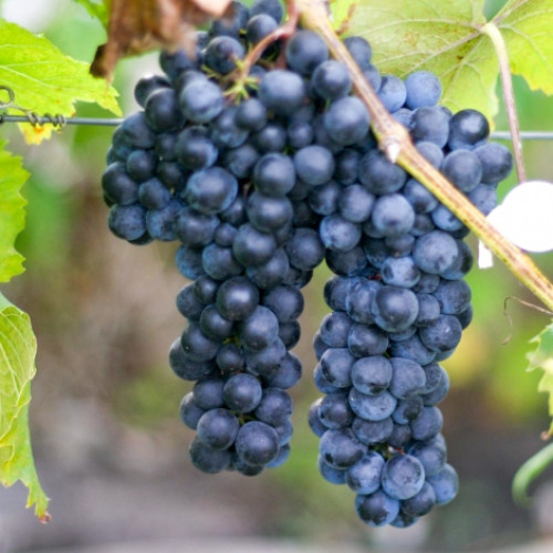 Виноград Макси черный изображение 1 артикул 7321