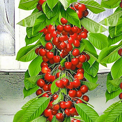 Черешня колоновидная красная изображение 1 артикул 1922