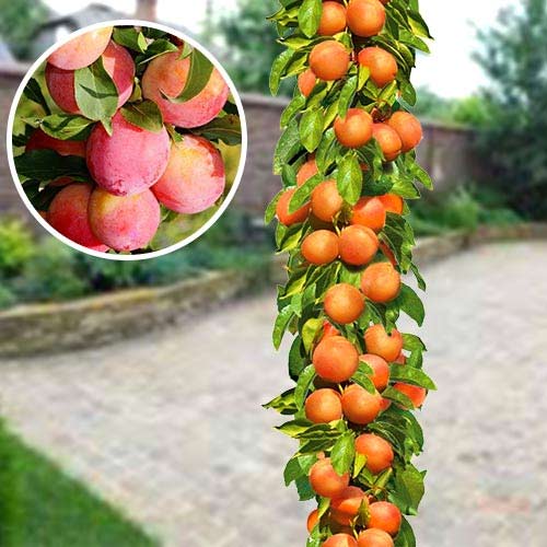 Слива колоновидная Мирабель изображение 1 артикул 1918