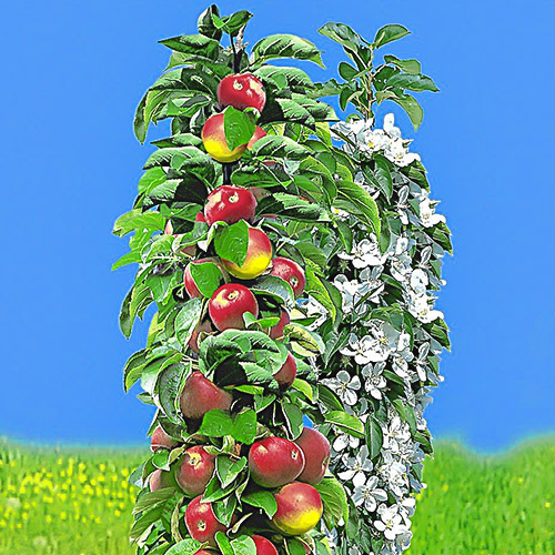 Яблоня колоновидная ранняя изображение 1 артикул 1932