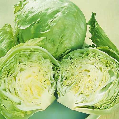 Салат Алабама, семена артикул фото 1 Салат Алабама, семена изображение 1 артикул 65758