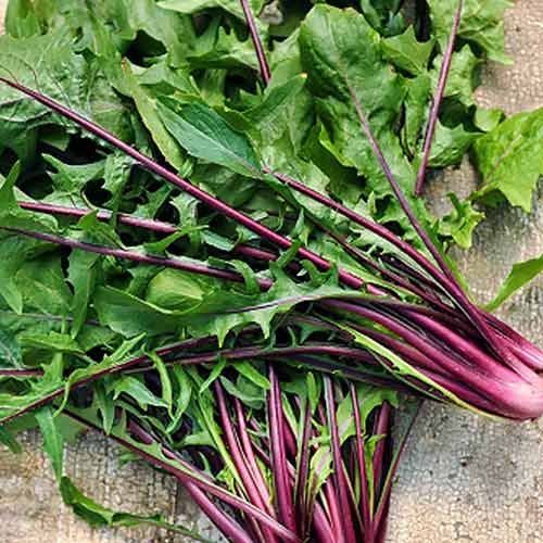 Салат цикорный Стрелы амура Седек артикул фото 1 Салат цикорный Стрелы амура Седек изображение 1 артикул 84917