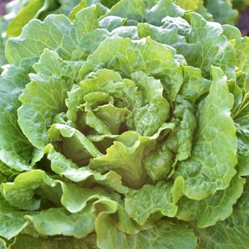 Салат кочанный Ромэн Русский огород НК изображение 1 артикул 83166