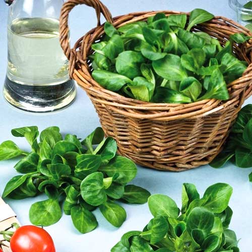 Салат Дукат артикул фото 1 Салат Дукат изображение 1 артикул 69811